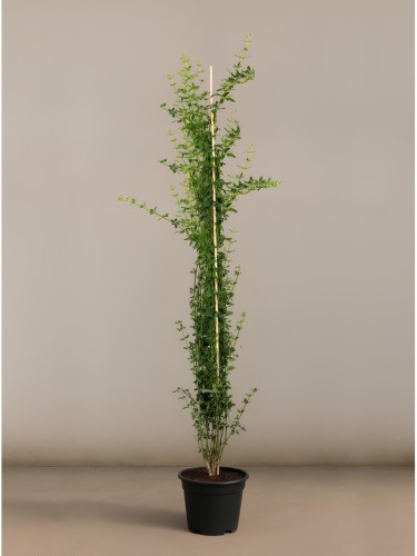 Gelsomino giallo "Jasminum...