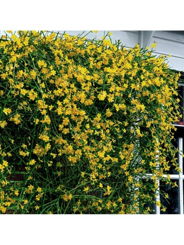 Gelsomino giallo "Jasminum...