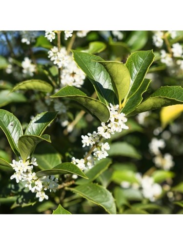 Osmanto "Osmanthus...