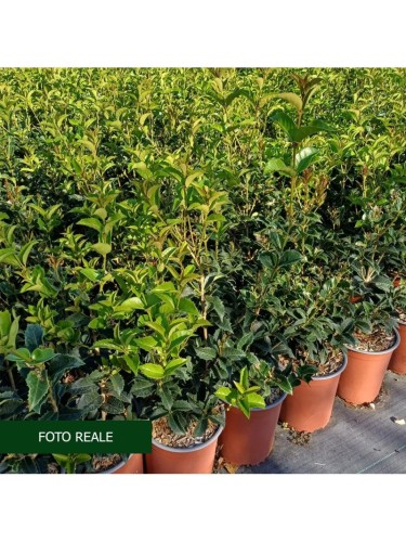 Osmanto "Osmanthus...