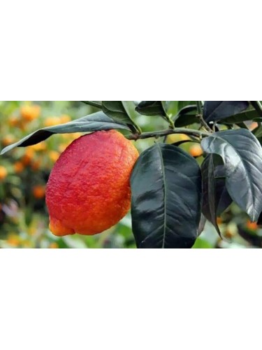 Limone rosso "Citrus...