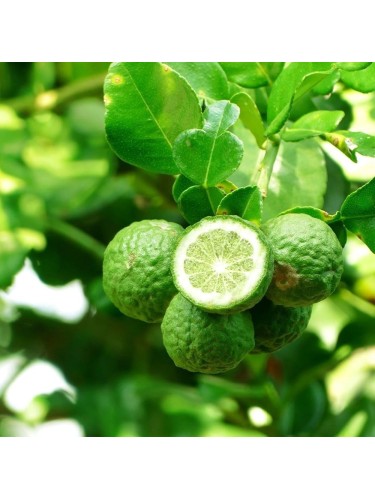 Pianta di Bergamotto di 2...