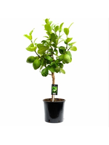 Pianta di Bergamotto di 2...