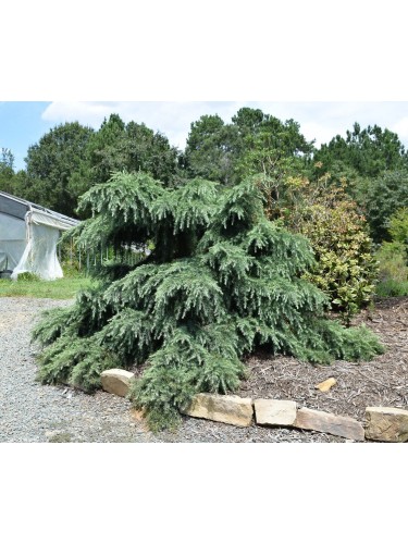 Cedro dell'Himalaya...