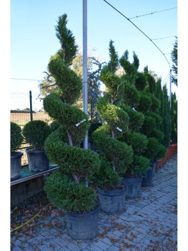 Cipresso di Leyland...