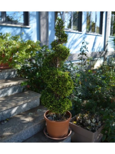 Cipresso di Leyland...