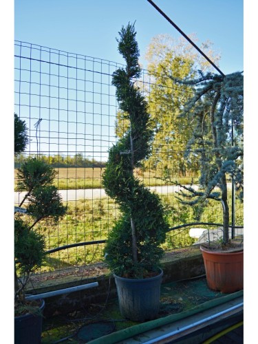 Cipresso di Leyland...