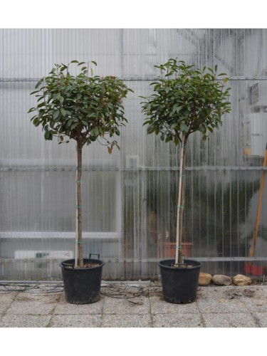 Fotinia "Photinia x fraseri...