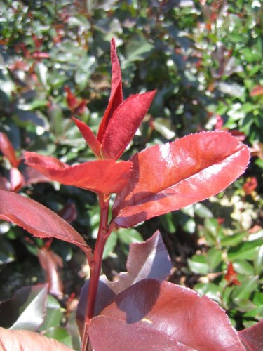 Fotinia "Photinia x fraseri...