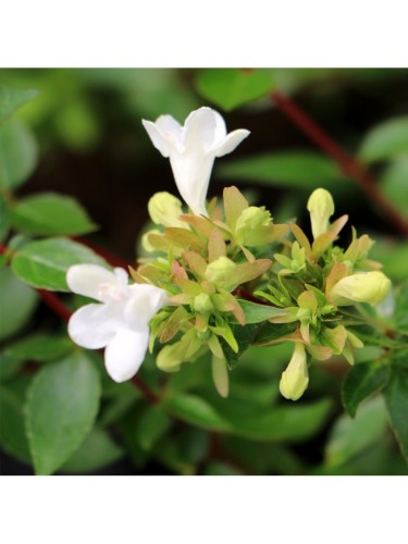 Abelia compatta "Abelia x...
