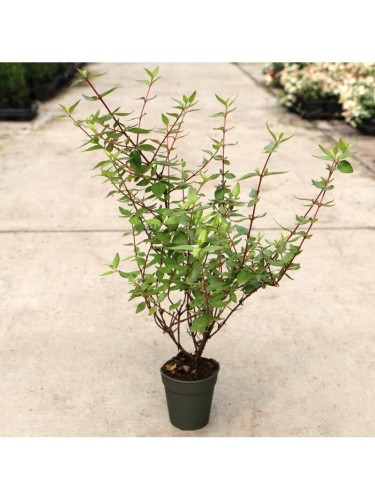 Abelia compatta "Abelia x...