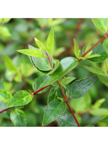 Abelia compatta "Abelia x...