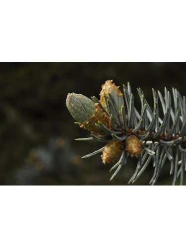 Abete Blu Argentato "Picea...