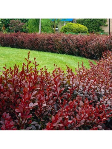 Berberis "Atropurpurea" in...