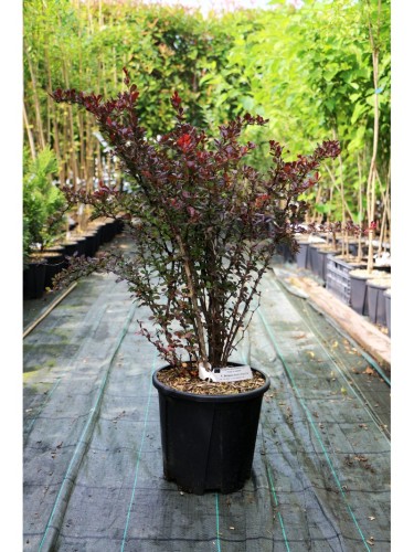Berberis "Atropurpurea" in...