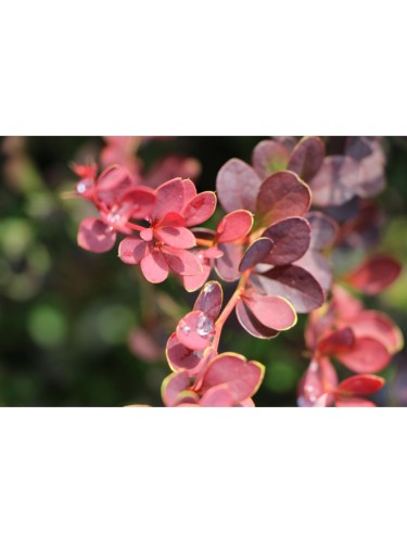 Berberis "Atropurpurea" in...