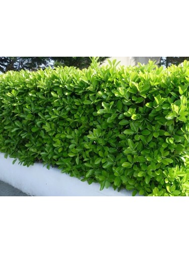 Evonimo giapponese...