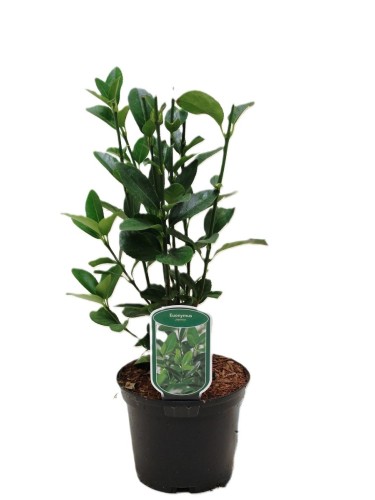 Evonimo giapponese...