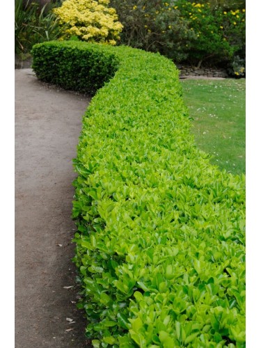 Evonimo giapponese...