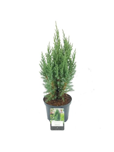 Ginepro cinese "Juniperus...
