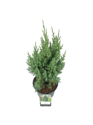 Ginepro cinese "Juniperus...