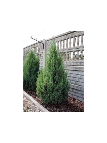 Ginepro cinese "Juniperus...