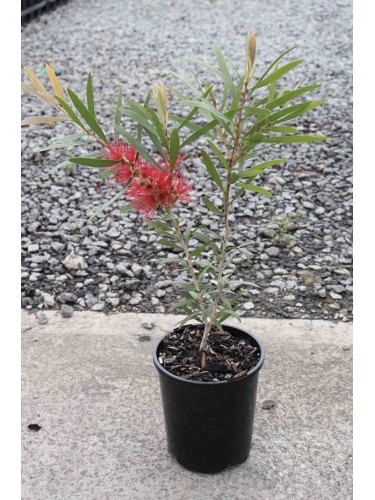 Callistemone "Callistemon...