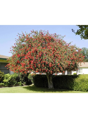 Callistemone "Callistemon...