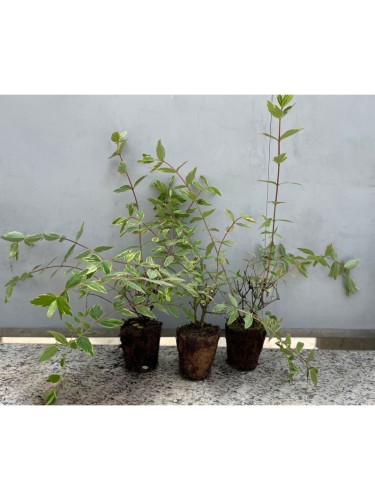 Hypericum Moserianum...