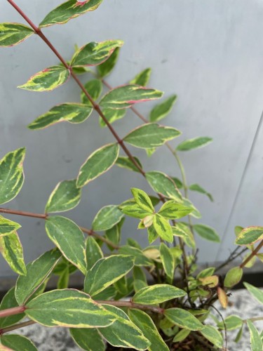 Hypericum Moserianum...