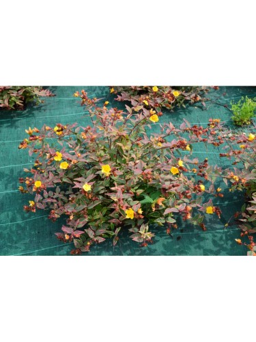 Hypericum Moserianum...