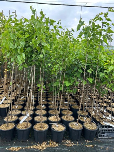 Gelso Bianco "Morus Alba"...