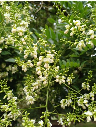 Acacia del Giappone...