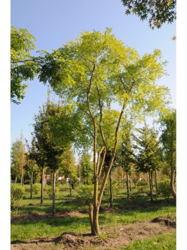 Acacia del Giappone...