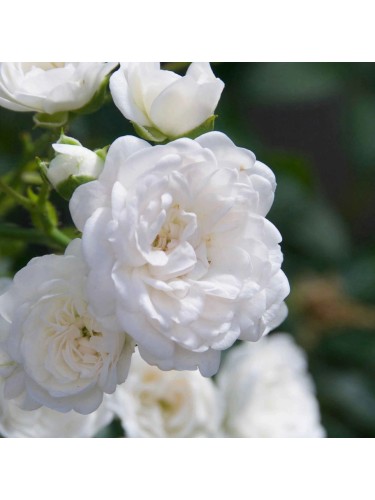 Rosa "Rosa polyantha"...