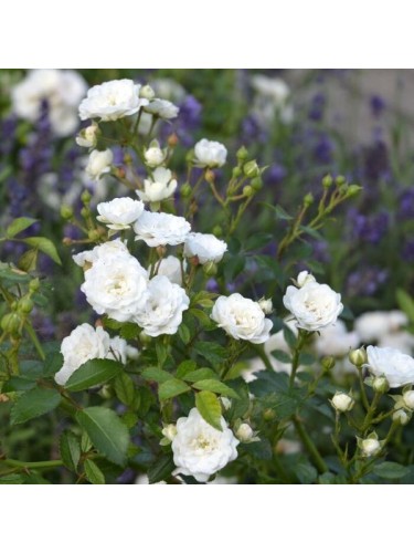 Rosa "Rosa polyantha"...