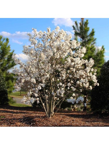 Magnolia giapponese...