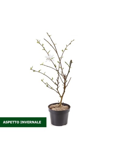 Magnolia giapponese...