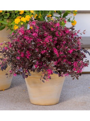 Loropetalo "Loropetalum...