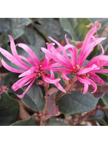 Loropetalo "Loropetalum...