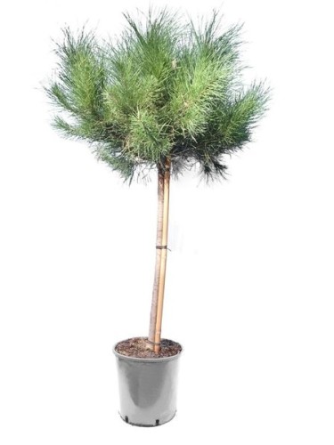 Pino da pinoli domestico...