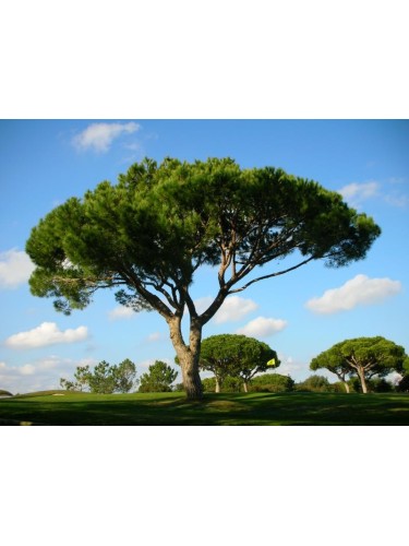 Pino da pinoli domestico...