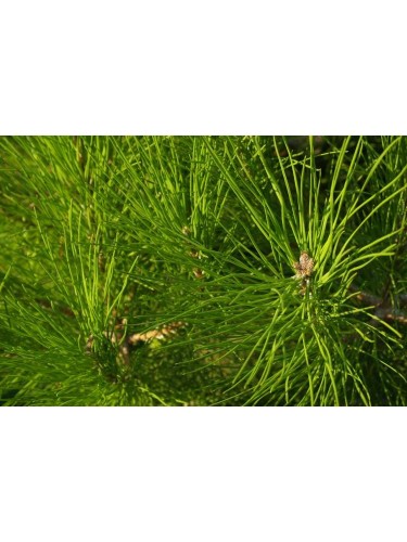 Pino da pinoli domestico...