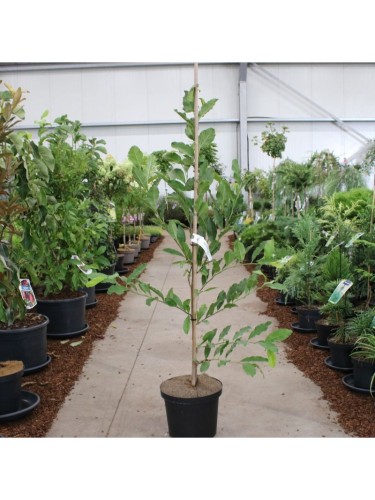 Magnolia giapponese...