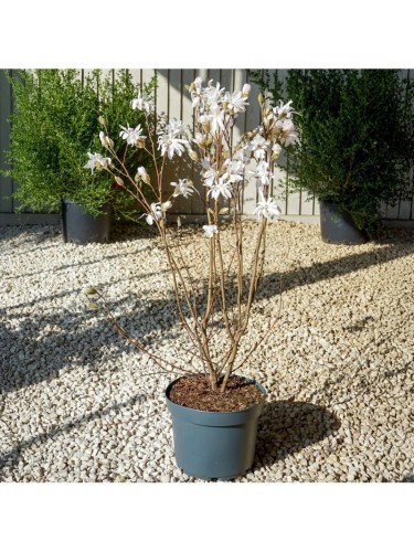 Magnolia giapponese...