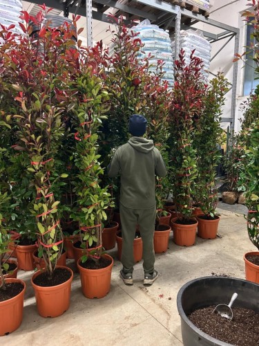 Fotinia "Photinia x fraseri...