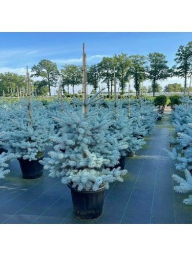 Abete blu pino argentato...