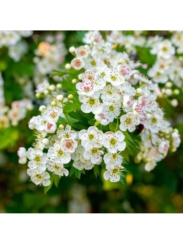 Biancospino "Crataegus...