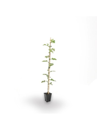 Biancospino "Crataegus...