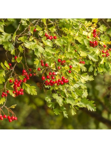 Biancospino "Crataegus...